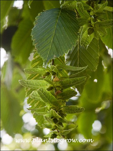 Hornbeam (Carpinus betulus)